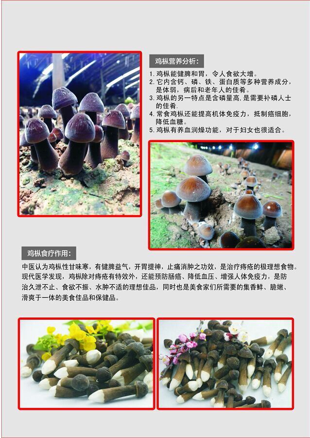 蘑菇鸡枞菌种植联盛菌业新鲜黑皮鸡枞菌