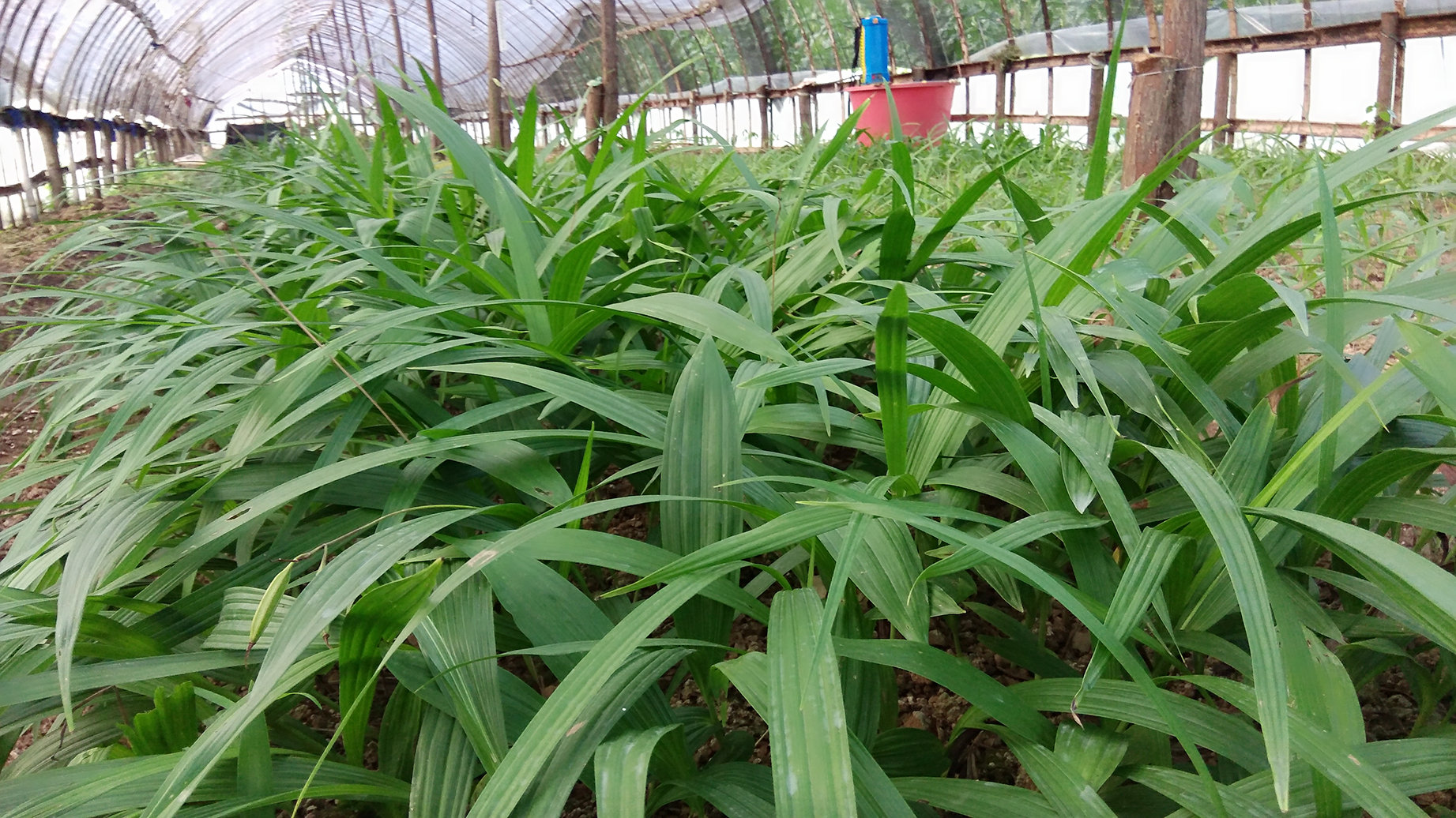 白芨种子怎么种才发芽(白芨种子怎么种才发芽视频)