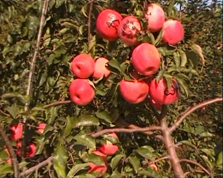 辽宁沈阳富硒苹果、富硒水果、富硒蓝莓酒