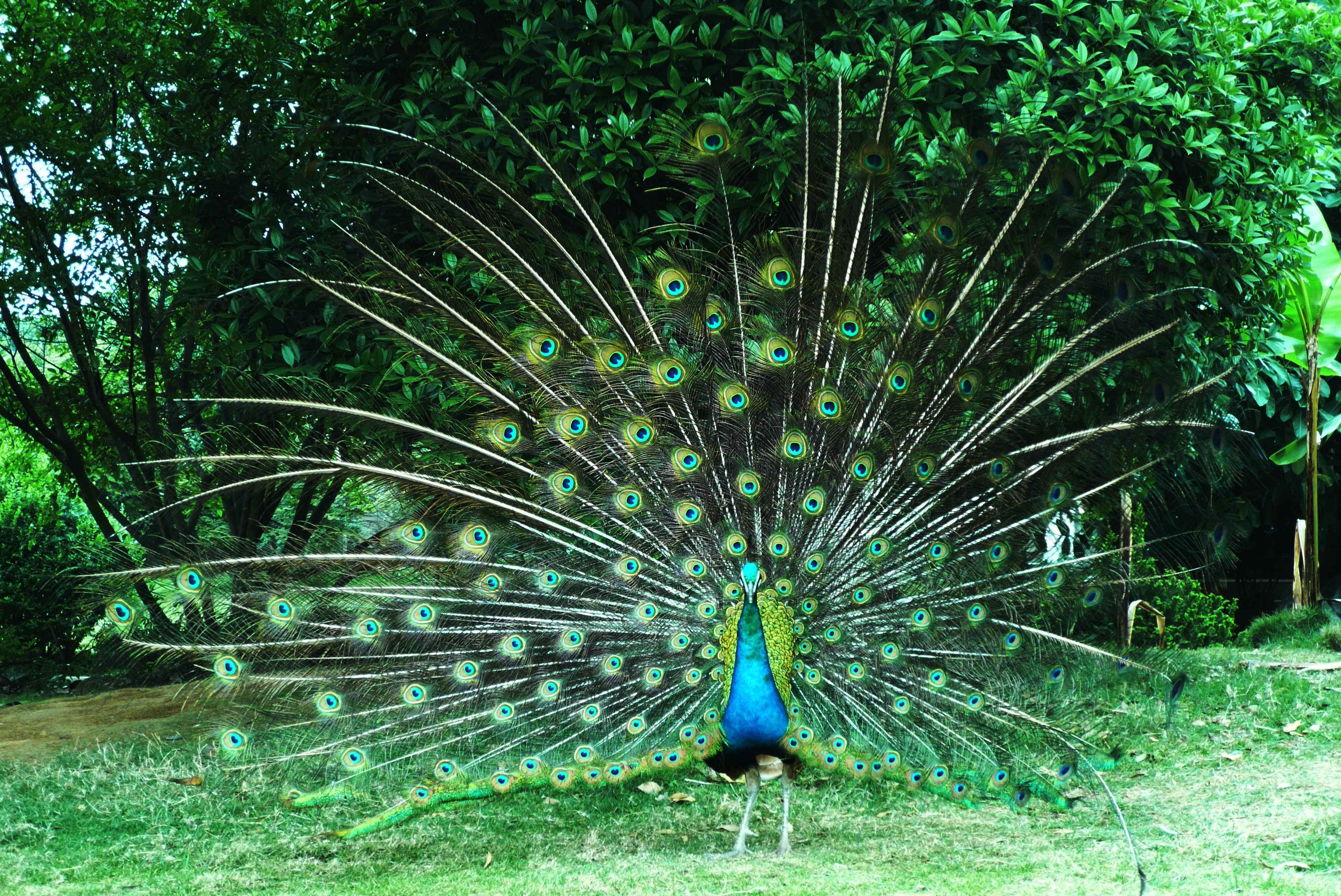 孔雀开产前饲养的建议