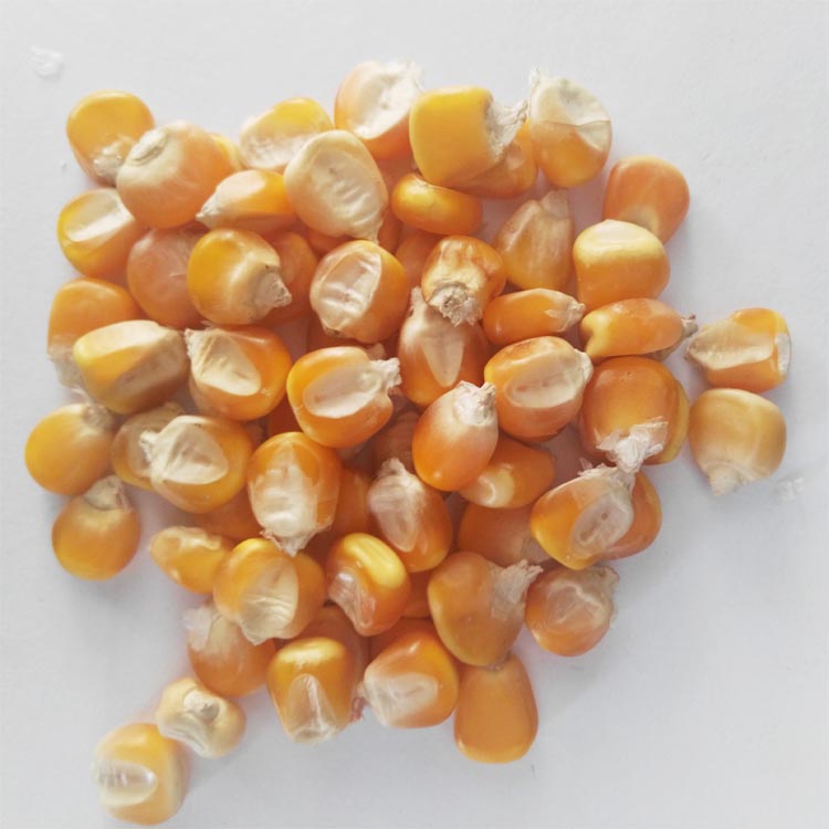 玉米种子实物图图片